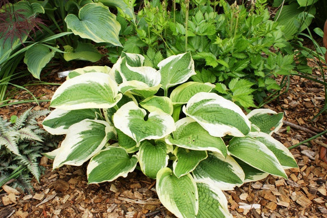'Christmas Pageant' Hosta From NH Hostas