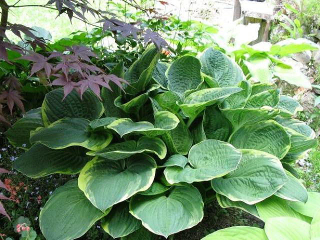 'Christmas Tree' Hosta From NH Hostas