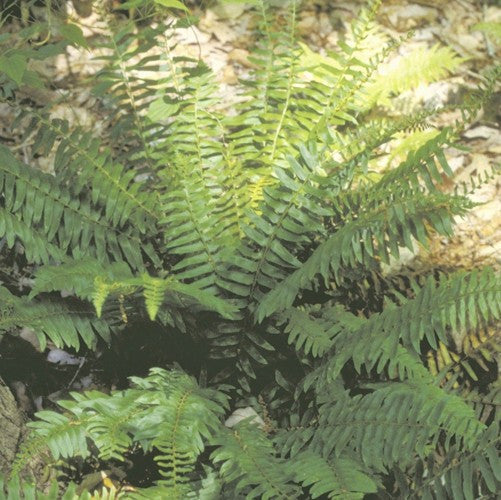 'Christmas Fern' Courtesy of Casa Flora