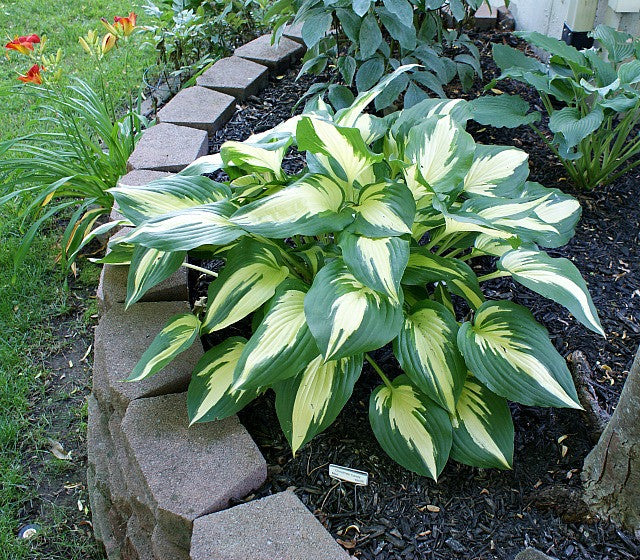 'Christmas Candy' Hosta From NH Hostas