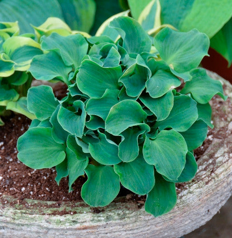 'Church Mouse' Hosta Courtesy of Walters Gardens