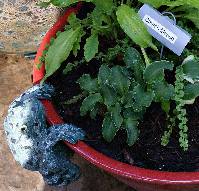 'Church Mouse' Hosta From NH Hostas