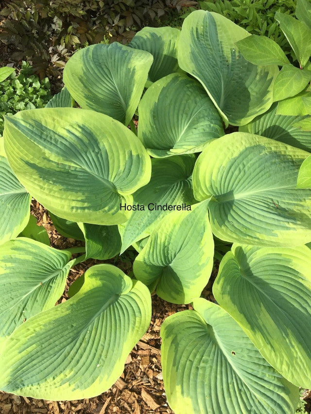 'Cinderella' Hosta From NH Hostas