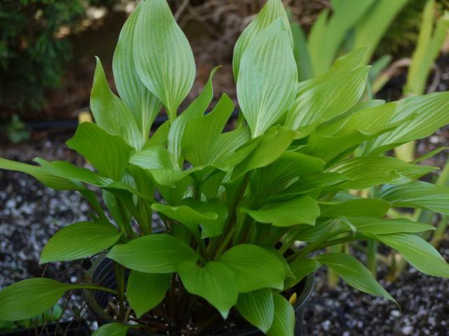 clausa Hosta