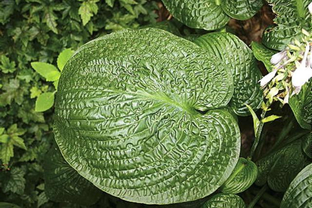 'Clear Fork River Valley' Hosta Courtesy of Q&Z Nursery