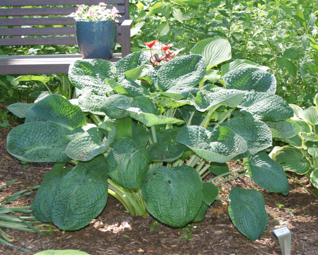 'Clear Fork River Valley' Hosta From NH Hostas
