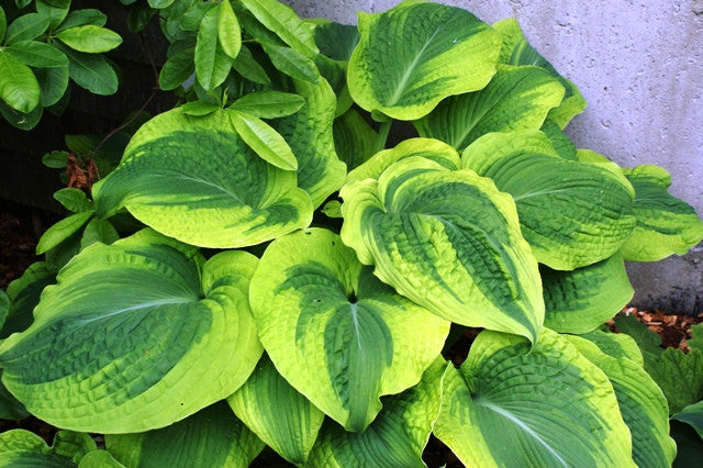 'Climax' Hosta From NH Hostas