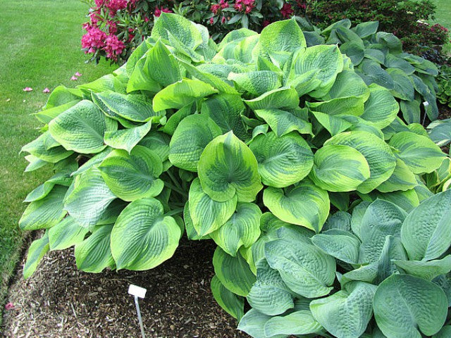 'Climax' Hosta Courtesy of Carol Brashear