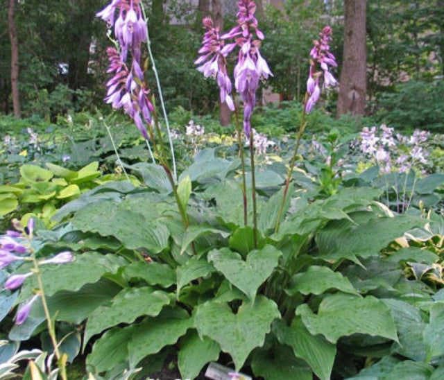 Hosta 'Cloud Illusions' Courtesy of Don Dean