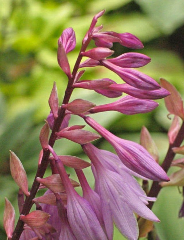 Hosta 'Cloud Illusions' Courtesy of Don Dean
