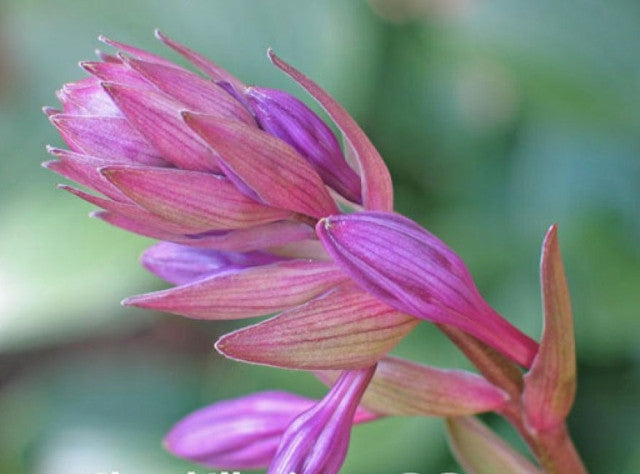 Hosta 'Cloud Illusions' Courtesy of Don Dean