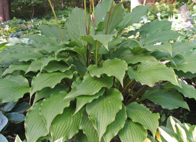 Hosta 'Cloud Illusions' Courtesy of Don Dean