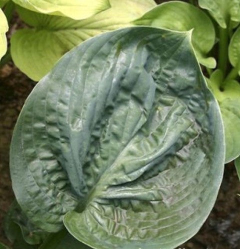 'Cloudburst' Hosta Courtesy of Q&Z Nursery