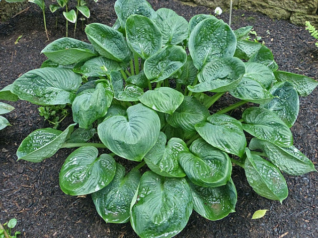 Hosta 'Cloudburst' Courtesy of Gayle Hartley Alley and the Hosta Library