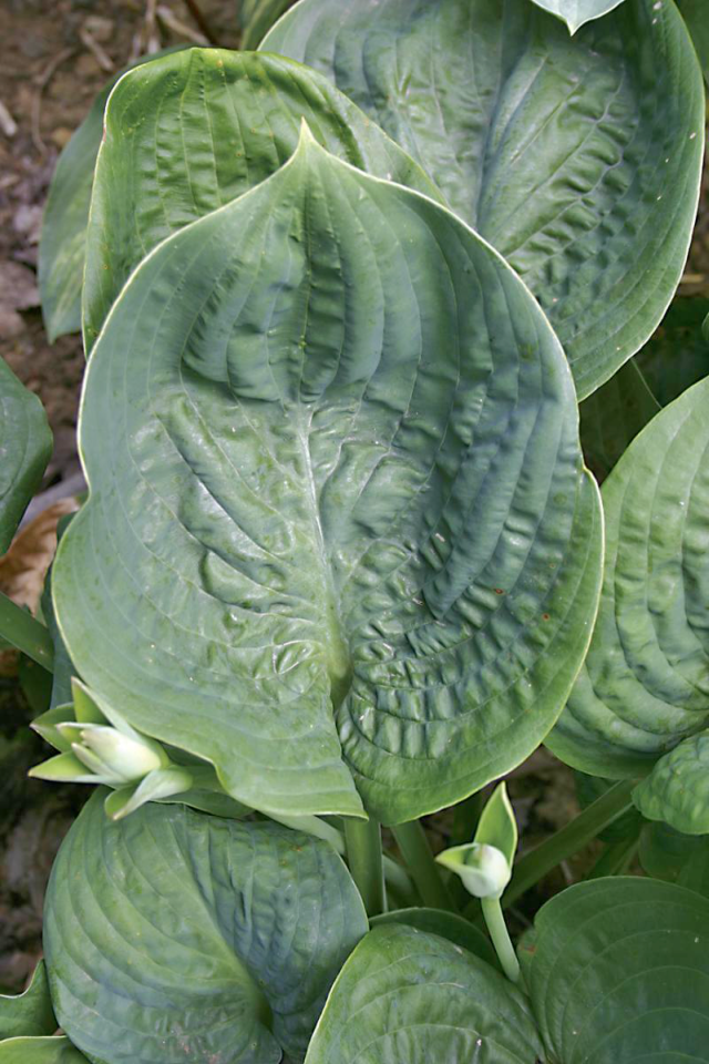 'Cloudburst' Hosta Courtesy of Q&Z Nursery