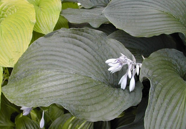 'Coal Miner' Hosta Courtesy of Olga Petryszyn