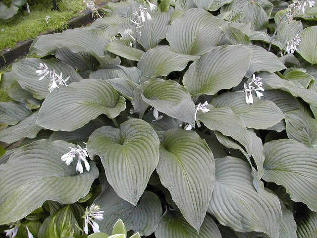 'Coal Miner' Hosta Courtesy of Olga Petryszyn
