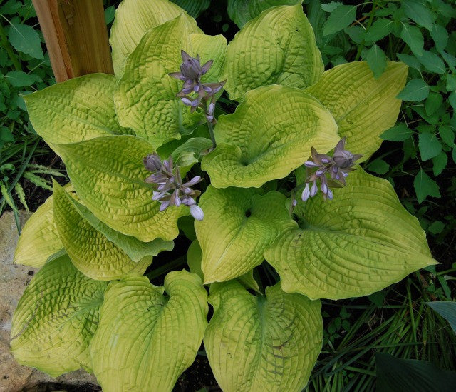 'Coast to Coast' Hosta Courtesy of Olga Petryszyn