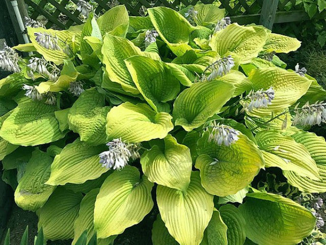 'Coast to Coast' Hosta Courtesy of Walters Gardens