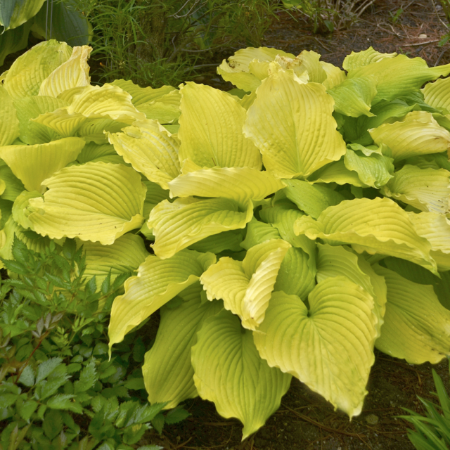 'Coast to Coast' Hosta Courtesy of Walters Gardens