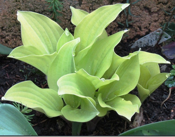 'Coconut Custard' Hosta