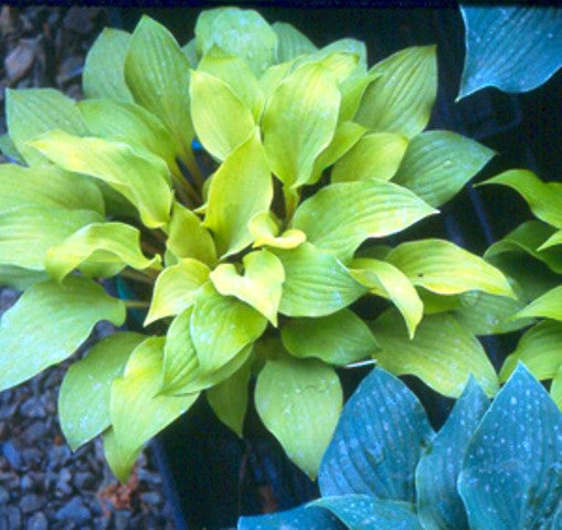 'Coconut Custard' Hosta Courtesy of Green Hill Farm