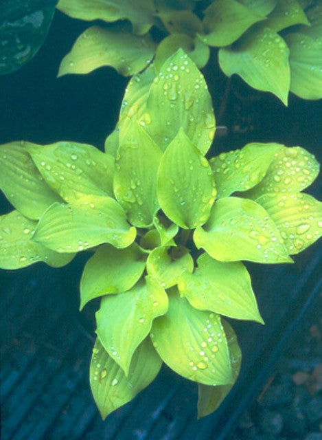 'Coconut Custard' Hosta Courtesy of Green Hill Farm
