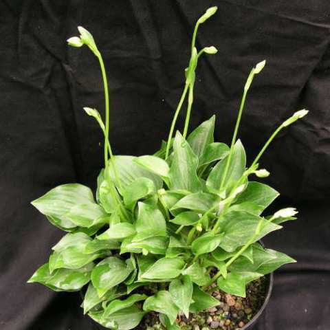 'Cody' Hosta Courtesy of Green Hill Farm