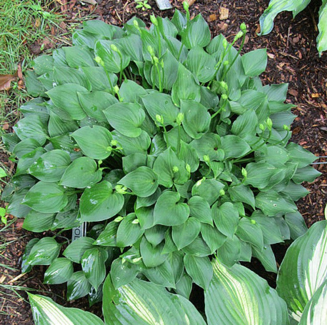 'Cody' Hosta Courtesy of Carol Brashear