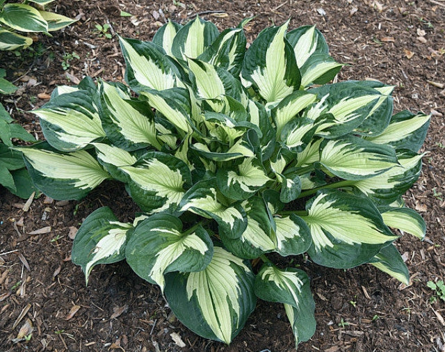 Hosta 'Colored Hulk' Courtesy of Bert Malkus and the Hosta Library