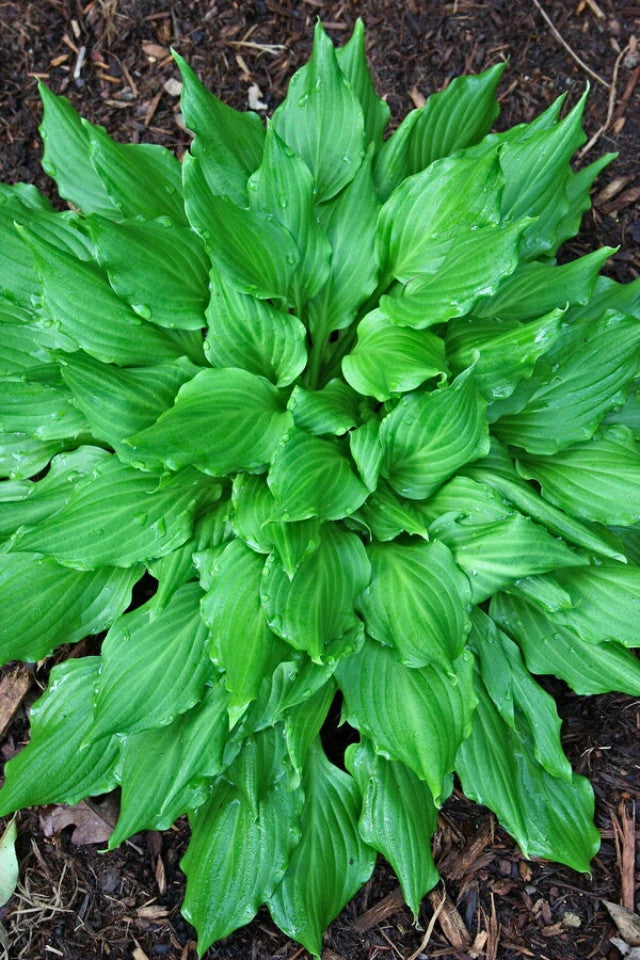 Hosta 'Contortionist' Courtesy of Plant Delights Nursery