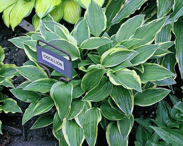 Hosta 'Cotillion' Courtesy of Carol Brashear and the Hosta Library