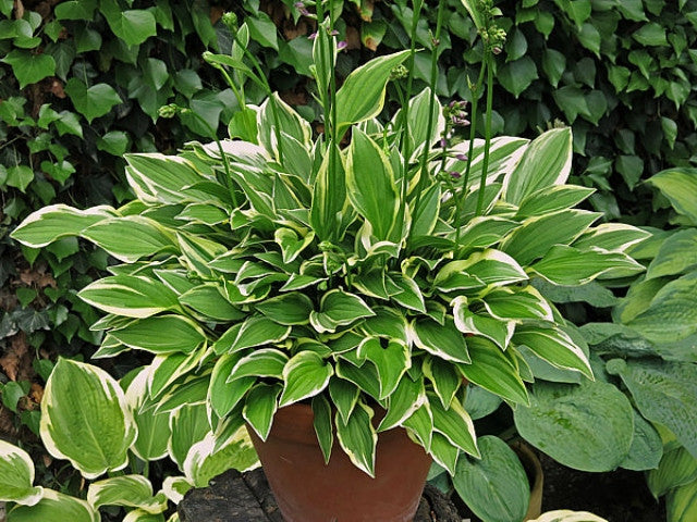 Hosta 'Cotillion' Courtesy of Vladimir Mirka and the Hosta Library