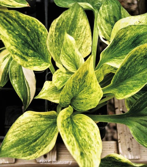 'Cotton Candy' Hosta Courtesy of Q&Z Nursery