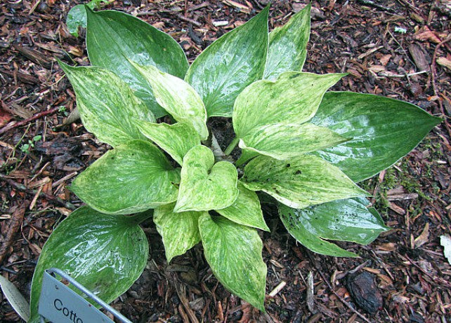 'Cotton Candy' Hosta Courtesy of Carol Brashear