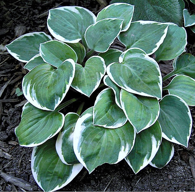 'Country Mouse' Hosta