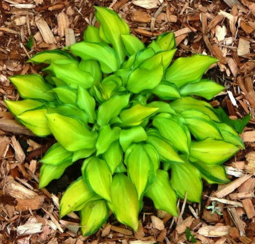 'Cracker Crumbs' Hosta
