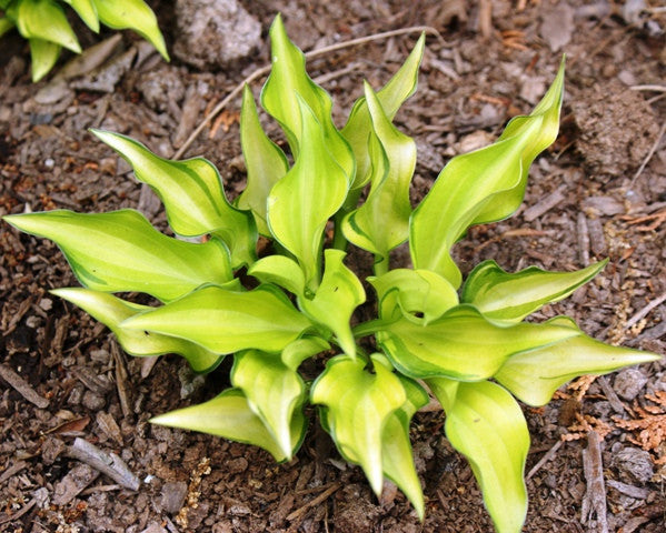 'Cracker Crumbs' Hosta From NH Hostas