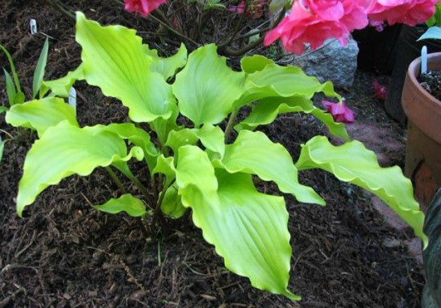 'Cranberry Wine' Hosta Courtesy of Kathie Sisson