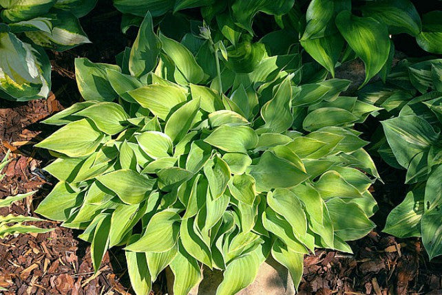 'Cream Edger' Hosta Courtesy of the Hosta Library