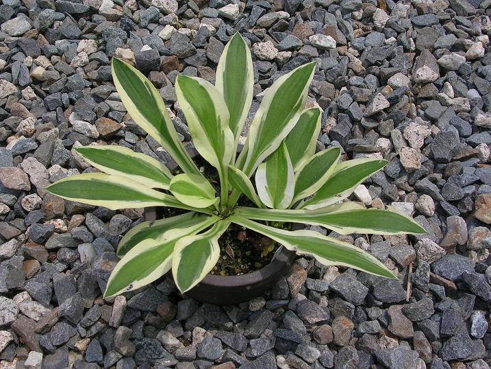 'Crepe Soul' Hosta From NH Hostas