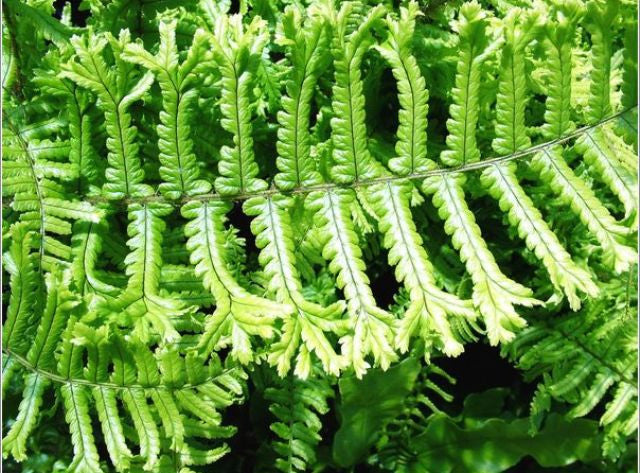 Cristata the King Male Fern