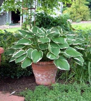 'Crowned Imperial' Hosta