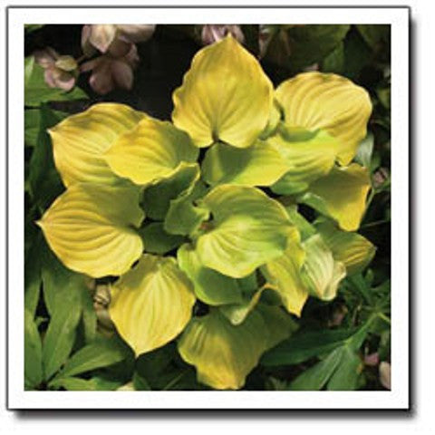 'Crumb Cake' Hosta Courtesy of Q&Z Nursery