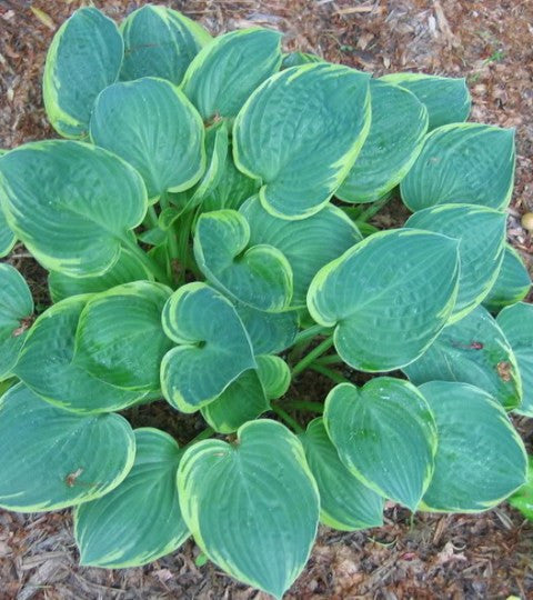'Crusader' Hosta in Spring