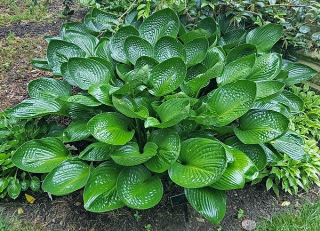 Hosta 'Cup of Grace' Courtesy of Hugo Phillips and the Hosta Library