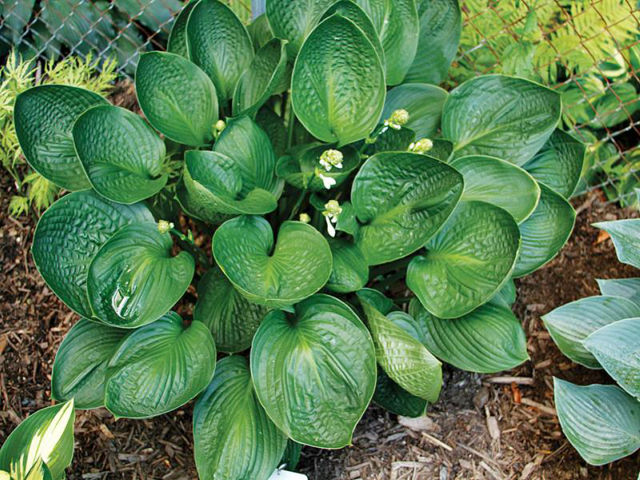 'Cup of Grace' Hosta Courtesy of Q & Z Nursery