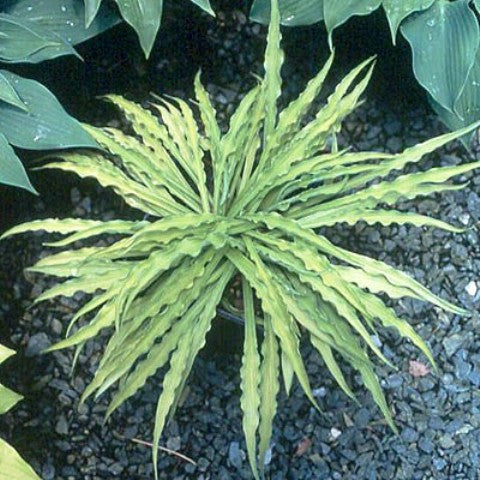'Curly Fries' Hosta Courtesy of Green Hill Farm