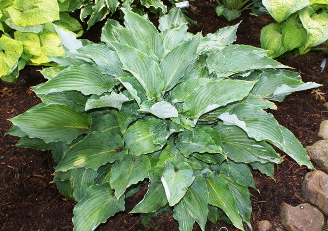 'Cutting Edge' Hosta From NH Hostas