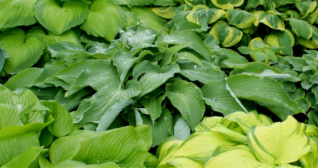 'Cutting Edge' Hosta From NH Hostas